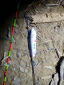 宋杰麟無(wú)極原紋018 針對鯽魚(yú) 翻身快 降速均勻 行程長(cháng) 孔雀羽浮漂 2號 曬單實(shí)拍圖