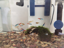 紅綠燈魚小型熱帶燈科魚活體草缸群游魚觀賞魚寶蓮燈斑馬魚孔雀魚 1.6cm左右紅綠燈5條 曬單實(shí)拍圖