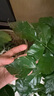 愛(ài)優(yōu)尚幸福樹(shù)盆栽客廳室內(nèi)大型綠植辦公室喬遷新家綠寶凈化空氣源頭直發(fā) 曬單實(shí)拍圖
