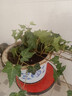 臨雅常春藤盆栽爬藤吊蘭垂吊植物冬季陽(yáng)臺室內四季常青吸甲醛金邊綠植 常春藤110# 曬單實(shí)拍圖