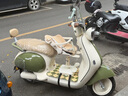 夢(mèng)多福電動(dòng)車(chē)兒童座椅前置安全小孩坐凳電瓶車(chē)摩托踏板寶寶嬰兒踏板座椅 高度調(diào)節(jié) 減震坐墊 曬單實(shí)拍圖