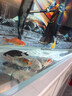 錦鯉魚活體觀賞魚活魚小型易養(yǎng)冷水淡水魚小魚苗錦鯉金魚好看錦鯉 10-12cm 六色錦鯉套餐6條 曬單實(shí)拍圖