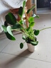 海蒂的花園旗艦店室內(nèi)盆栽植物龜背竹秋海棠辦公室客廳桌面觀葉綠植盆栽 【觀葉植物】鏡面草10cm盆（不含陶盆） 含盆 曬單實拍圖