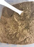北京同仁堂原料香附子粉中藥材純香附子粉現(xiàn)磨香附粉雀頭香另有側(cè)柏葉粉內(nèi)廷 香附粉100克 曬單實(shí)拍圖