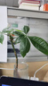 臨雅發(fā)財樹(shù)盆栽室內水培綠植物水養花卉辦公室桌面小耐陰招財擺件好養 水培發(fā)財樹(shù)40~50cm2枝 曬單實(shí)拍圖