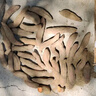 言覺(jué)板栗蜜薯10斤紅薯西瓜紅 新鮮現挖沙地蜜薯小香薯河南地瓜山芋 紅薯 精選帶箱9-10斤裝 曬單實(shí)拍圖