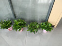 小冤家綠蘿盆栽室內花卉綠植綠籮水養花卉盆景桌面辦公客廳水培大葉綠色 180#高端粉貓吸水盆四盆+肥料2包 曬單實(shí)拍圖