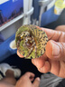 藝顏堂海南三亞旅游特產茶葉鷓鴣茶禮盒裝萬寧東山特級鷓鴣茶涼茶老爸茶 A套餐150g*1盒 金色 曬單實拍圖