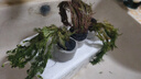 瘋狂水草魚缸水草真水草凈化水植物種植環(huán)綠菊花紅松尾狐尾草源頭直發(fā)包郵 曬單實(shí)拍圖