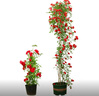 歐博 四季紅木香花苗甜蜜木香花爬藤植物盆栽地栽月季薔薇科攀援花卉綠化苗木 四季紅木香大苗130-150厘米高 曬單實拍圖