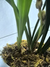 劉閣蘭花蘭花苗盆栽夏帶花苞發(fā)貨名貴花卉 金秋歲月四季開(kāi)花綠植室內香蘭 金荷3苗連體帶花苞 帶簡(jiǎn)易盆土肥 曬單實(shí)拍圖