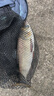 千壽3代釣魚線主線強(qiáng)拉力進(jìn)口原絲黑坑魚線柔軟子線不打卷臺(tái)釣線 曬單實(shí)拍圖
