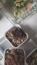 多肉植物自選套餐系列組合搭配花卉盆栽綠植精品多肉新手入門(mén) 巧克力3-4厘米 送盆土 曬單實(shí)拍圖