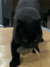TAIGEPETS【可背 可提 可牽引】小香風狗包背包外出寵物小型犬便攜單肩貓包 粉色寵物包【可背 可提 可牽引】 M碼【建議8斤內狗10斤內貓】 曬單實拍圖