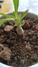 重瓣沙漠玫瑰盆栽花苗老樁植物四季花卉綠室內陽臺小盆景好養(yǎng)易活 精品混色2年小苗【發(fā)一顆】原土【隔年開花】送肥料 曬單實拍圖