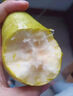 南步山東煙臺太婆梨【老品種】軟糯香甜大頭軟梨啤梨香蕉梨丑茄梨水果 5斤 精品大果【約3個/斤】 曬單實拍圖