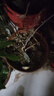 藍(lán)莓樹果苗藍(lán)莓苗盆栽地栽果苗帶大果南北方種植苗兔眼綠寶石果樹 5年苗_北藍(lán)/帶葉帶土發(fā)貨 曬單實拍圖