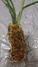 劉閣蘭花蘭花苗 素心鐵骨天香 夏帶濃香花苞室內(nèi)室外綠植蘭草花卉盆栽 2苗連體裸根 曬單實(shí)拍圖