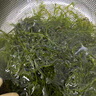 芙滋趣【胖東來(lái)熱賣】馬尾藻干貨鞭炮筍鹽漬長(zhǎng)壽菜干貨新鮮羊棲菜即食 【商用裝】鞭炮筍5斤袋裝 曬單實(shí)拍圖