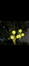 茯見太陽(yáng)能草坪燈庭院戶外led感應(yīng)照明路燈農(nóng)村院子地插蒲公英景觀燈 太陽(yáng)能裝飾【三頭草球暖光】 一只裝 曬單實(shí)拍圖