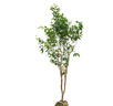 花行榜嘉寶果樹果苗樹葡萄庭院種植盆栽 沙巴（50-60cm高）源頭直發(fā) 曬單實拍圖