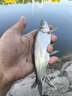 龍王恨釣箱煉匠29L大容量釣魚(yú)箱多功能四腳升降帶全套配件競(jìng)技漁具箱 29L 煉匠釣箱-基礎(chǔ)配件+三件套+拉餌盤(pán)+傘架 曬單實(shí)拍圖