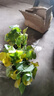 【8371人好評】西蘭花苗有機西蘭花苗帶土秧苗綠色花菜花椰菜耐熱 耐寒【西蘭花苗】苗場(chǎng)直發(fā) 買(mǎi)10+10【實(shí)發(fā)20棵】 曬單實(shí)拍圖