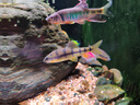 德克（D&A）溪流缸野采砂石造景缸客廳魚缸全套一體缸自循環(huán)免換水底濾生態(tài)缸 爵士黑（標(biāo)配款） 120x50x125cm 曬單實(shí)拍圖
