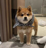 柴犬幼犬寵物狗純種活體日本柴犬狗狗赤柴黑柴豆柴白柴 血統(tǒng)級 母 曬單實拍圖
