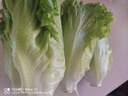 【高原夏菜】鐘靈山羅馬生菜400g 曬單實拍圖