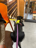 拉夫威爾ruffwear嗨輕狗狗胸背帶狗背帶中小型犬雪納瑞背帶式狗狗牽引繩 苔蘚綠 M 曬單實(shí)拍圖