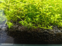 尼特利 水草泥底沙黑棕土種植土硬水軟水通用版 【2代】原生態(tài)水草泥-3L【軟硬水通用】 曬單實拍圖