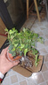 常春藤綠植盆栽植物室內(nèi)凈化空氣吸甲醛四季常青吊蘭爬藤好養(yǎng)花卉 常春藤原盆土一盆 曬單實拍圖