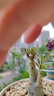 臨雅沙漠玫瑰盆栽重瓣老樁花期超長(zhǎng)花卉綠植物室內(nèi)四季好養(yǎng)活源頭直發(fā) 曬單實(shí)拍圖