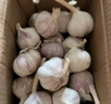 靜益樂源山東紫皮蒜大蒜干大蒜蔬菜批發(fā)干蒜自種大蒜種子多瓣蒜當(dāng)季蔬菜 【中果】精品大蒜3斤 精選今年大蒜 曬單實拍圖