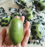 趣嘗鮮 云南香水子彈檸檬6粒裝  單果80-120g 源頭直發(fā) 新鮮水果 曬單實(shí)拍圖