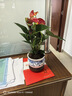 聽(tīng)雪樓大盆特級(jí)紅掌盆栽花卉植物室內(nèi)綠植鴻運(yùn)當(dāng)頭四季開(kāi)花好養(yǎng)中式盆景 特A級(jí)精品大盆紅掌(花開(kāi)富貴盆 曬單實(shí)拍圖
