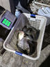 賈東普福面面搶魚版小黃面大顆粒黑坑鯉魚鯽魚餌料釣魚漁具軟粘餌散炮 曬單實(shí)拍圖