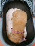 beberoad  T4寵物手推車 貓咪狗狗小型犬提籃車架一鍵折疊輕便外出小推車 T4綠色-固定座位一體折疊 曬單實拍圖