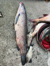 天元鄧剛同款浪尖巨物二代魚(yú)竿超輕超硬臺釣竿釣魚(yú)竿手竿漁具 6.3m 曬單實(shí)拍圖