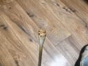 瑞普伊爾舒復(fù)方制霉素軟膏貓咪狗狗中耳炎耳螨馬色拉菌耳癢耳臭滴耳液 伊爾舒【10g/支】通用 曬單實(shí)拍圖