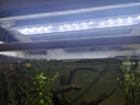 燕之雁 魚缸LED水草燈 三檔變色 照明燈 增艷燈 適用魚缸38-50cm 10W 曬單實拍圖