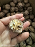 亨迅大涼山新鮮核桃去青皮濕核桃現(xiàn)摘薄皮生核桃2025年時令水果生鮮 去青皮濕核桃8斤裝（劃算） 【清香回甘｜贈送夾子】 曬單實(shí)拍圖