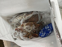 舟山超大活凍新鮮梭子蟹大螃蟹冰鮮飛蟹花蓋蟹生鮮蟹類 梭子蟹 精品4斤6-8只(凈重) 曬單實拍圖