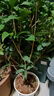 虹越香味植物桂花盆栽苗 花園陽(yáng)臺芳香花卉四季桂花苗 四季桂 150#青山盆 曬單實(shí)拍圖