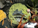 異景園魚(yú)缸霍比特屋造景海底裝飾小矮人房子樹(shù)脂擺件魚(yú)蝦躲避屋套餐假山 CH557霍比特屋（小號） 曬單實(shí)拍圖