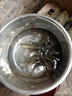 特大螺螄青魚苗黑皖魚一斤大青魚苗青魚苗四大家魚苗淡水養(yǎng)殖本地 【已吃螺螄】6-8厘米螺螄青魚苗30條  包活到手 曬單實(shí)拍圖