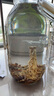 瀘州老窖 紅高粱酒 濃香型白酒 52度5L 大桶純糧泡酒自飲 曬單實(shí)拍圖