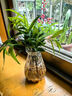 驅(qū)蚊竹柏水培植物大棵室內(nèi)水養(yǎng)綠植花卉盆栽辦公室桌面驅(qū)蚊草好養(yǎng) 精選竹柏10顆+透明鉆石瓶+肥料+彩石 曬單實(shí)拍圖