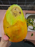 三萌果蔬攀枝花凱特芒果 四川當季新鮮水果青皮大芒果現摘整箱 5斤甄選果【單果400g+】?jì)糁?.5斤 曬單實(shí)拍圖